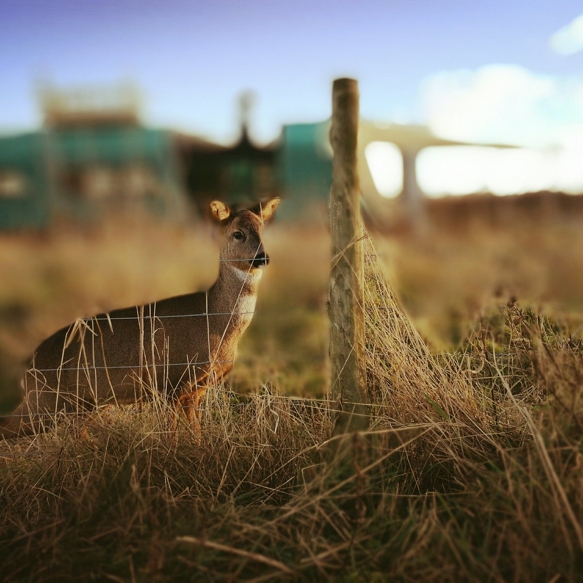 New riding mate for us . Did you ad any chance to meet one your self ?