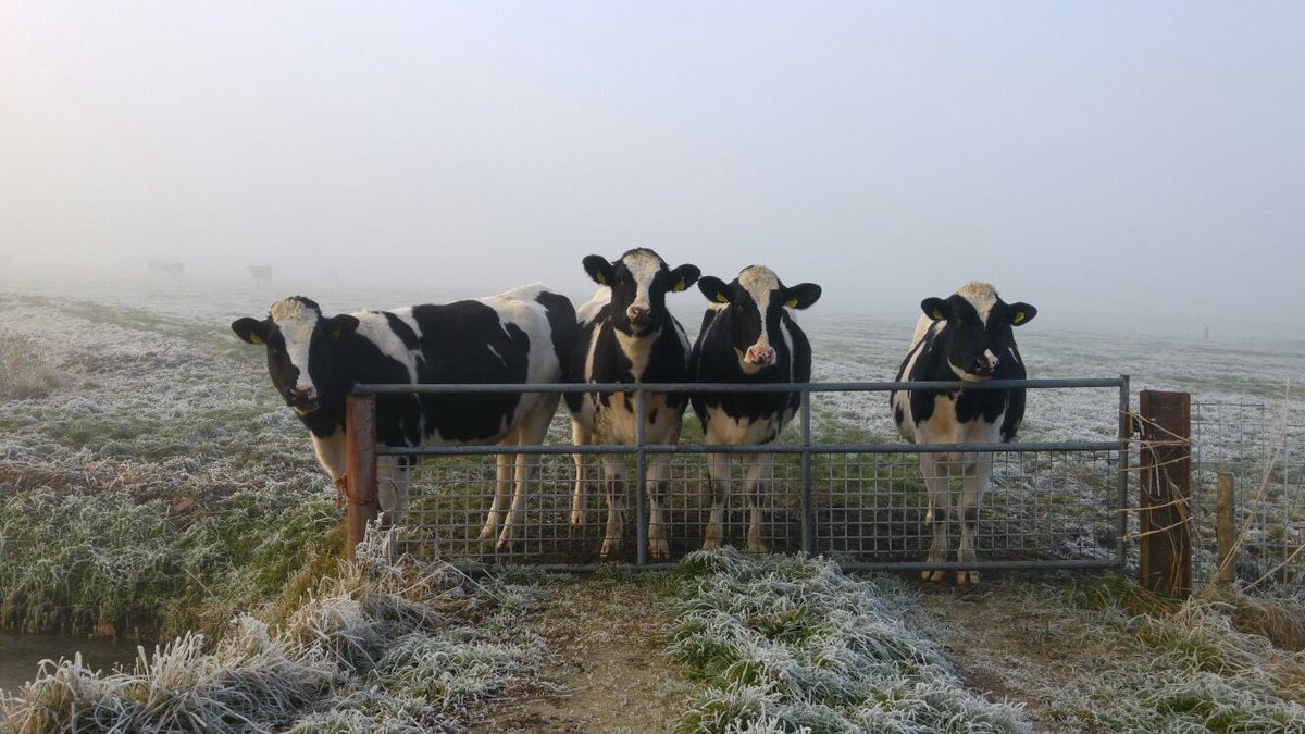 jaapdoes's tweet photo. Was een mooie zondag, wandeling Hogeland #mooigrunnen https://t.co/1nyKd2Z23I