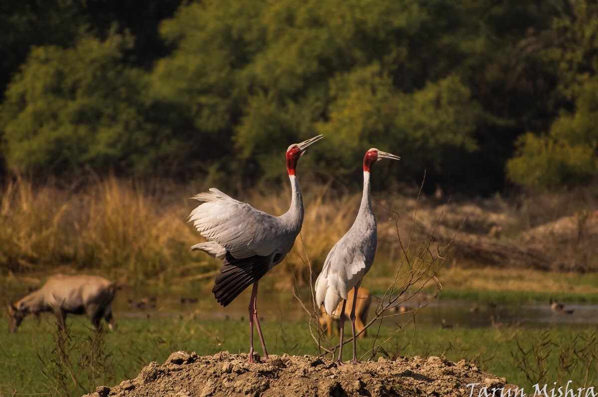 TajSafaris's tweet photo. Naturalist Tarun Mishra captures a pair of colourful cranes looking for their evening snack at #PenchNationalPark. #Baghvan https://t.co/TqJB4j9c0F