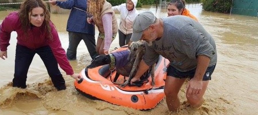 A3Noticias's tweet photo. Un refugio de animales de Mijas, en Málaga, pide ayuda tras inundarse por las fuertes lluvias #trombaMLG https://t.co/VAmHTQ4yDU https://t.co/Rb25l4IRX3