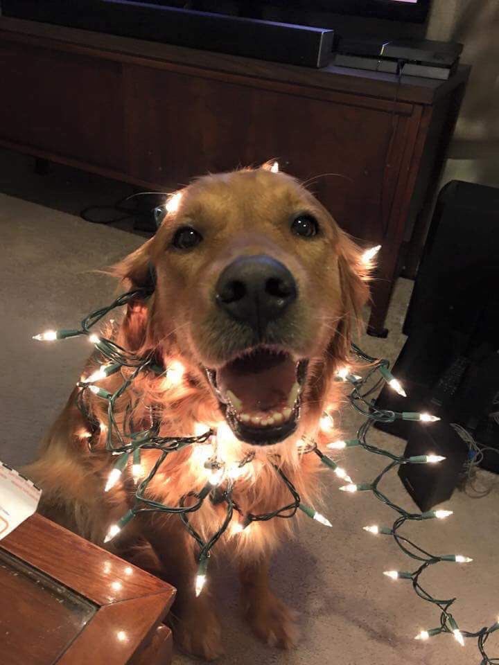 bxstivn's tweet photo. qd tu n'as pas de sapin de noël https://t.co/u0ywSCHrNY