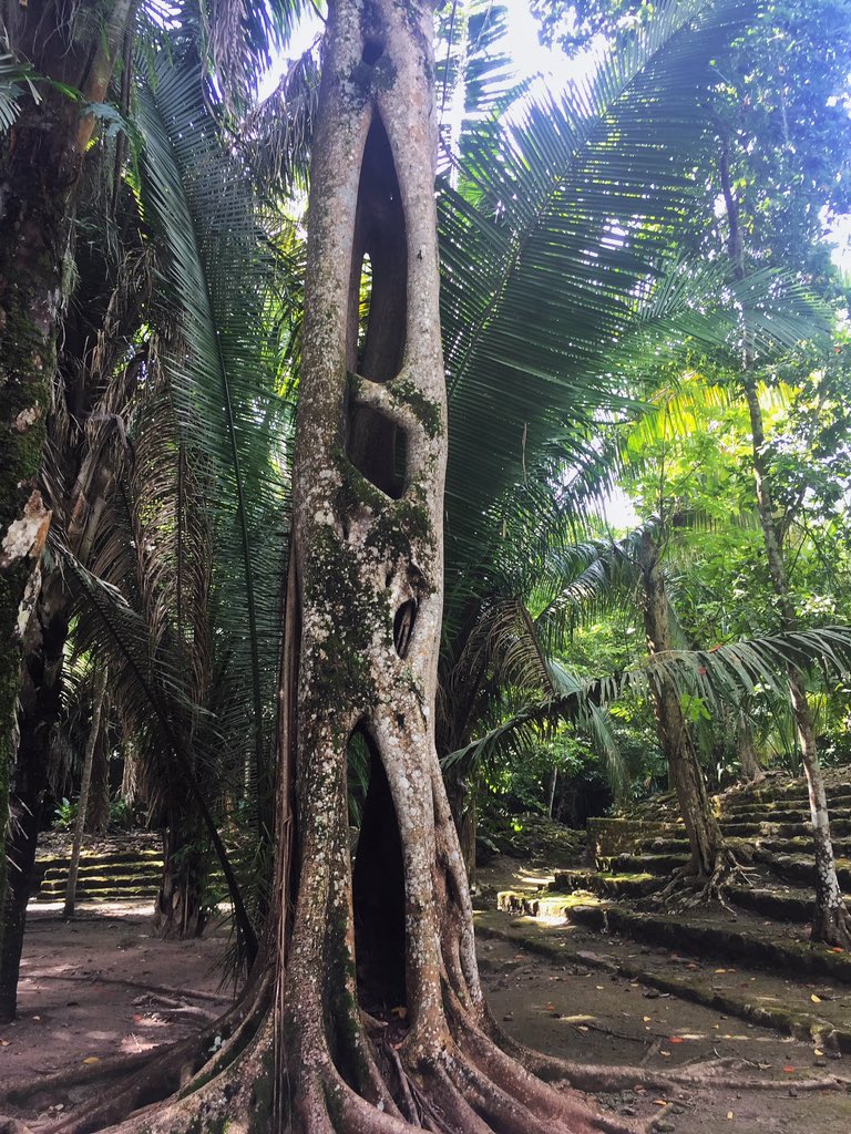 SilviaCartotto's tweet photo. Oggi così, alle rovine Maya di Chacchoben, in Messico, vicino alla spiaggia di Mahahual. #thegirlincrociera #MscArmonia https://t.co/ZLujytHbaK