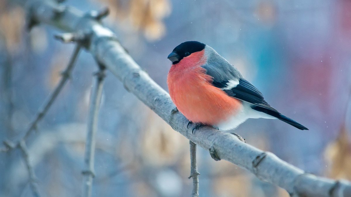 animalscloud tweet picture