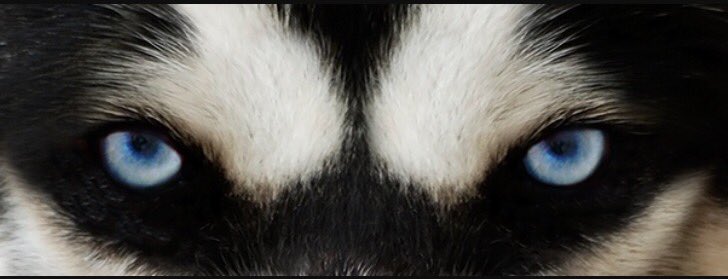 jerome12thman's tweet image. FUCK #RollTide LETS #PULLSLED! #GoDawgs