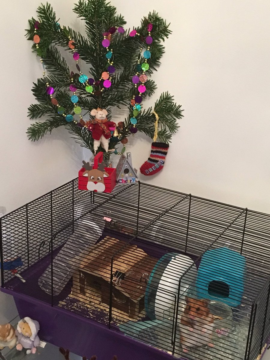 BuddyHamster's tweet photo. The tree went up today #ChristmasTree #christmas #jolly https://t.co/8wZaFurllb