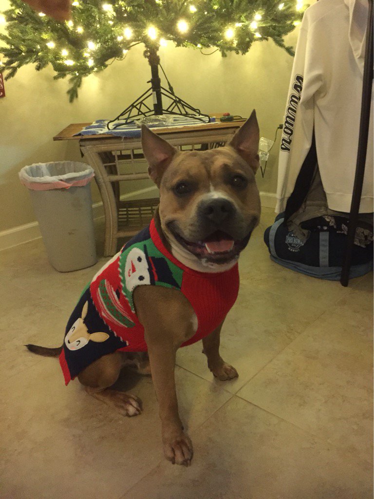 BradyKaimana's tweet photo. Ready for Christmas #xmasbaby #swag #shortybull #bradybooboo https://t.co/Flqs4grobF