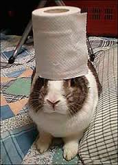 lucyloo71's tweet photo. @caspertissue   #hoppyfun
   this really would be as fun as can be...... https://t.co/E0LrT7PSph
