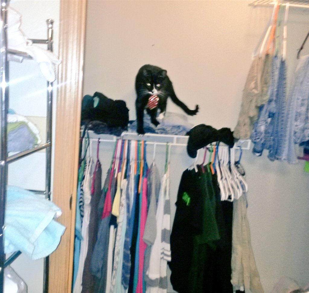 Charlesxaviergk's tweet photo. Just checking the closet for #zombies... didn't find one but I can smell one #ZSHQ https://t.co/SZaVyEAqbI