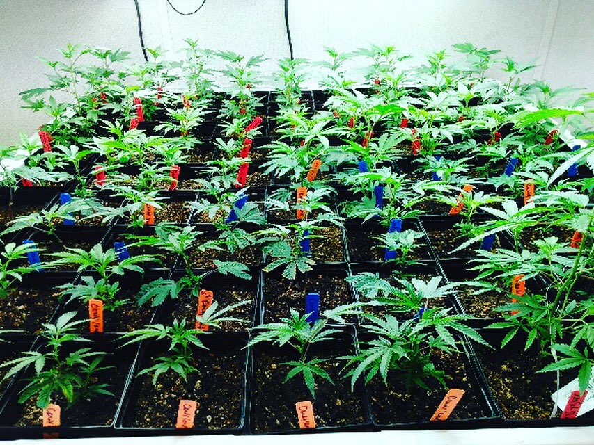 Tagged and ready to be loaded! #biotrackthc #cannabis #investing #ROI #investment #invest