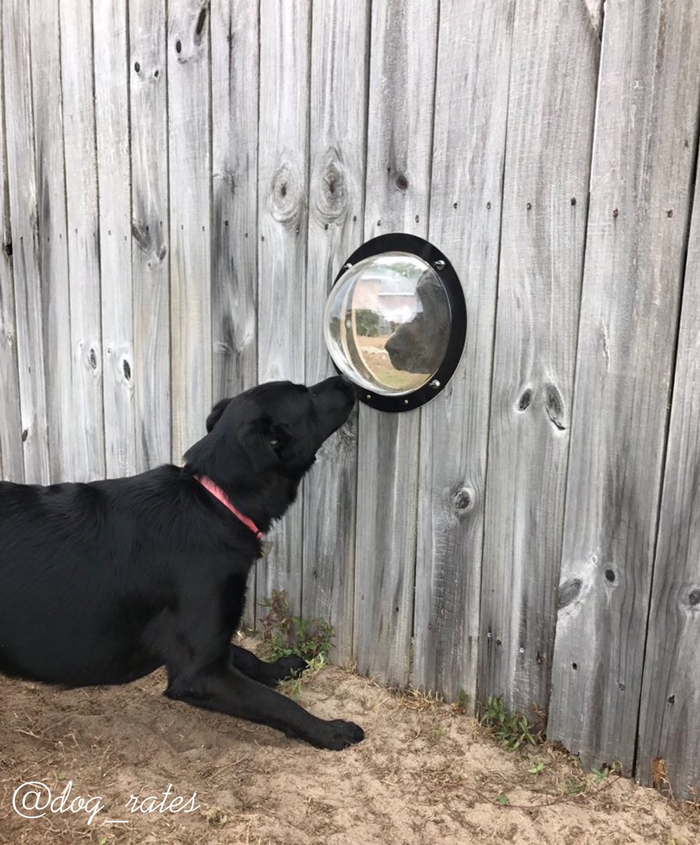 dog_rates's tweet photo. Meet Sansa and Gary. They run along the fence together everyday, so the owners installed a window for them. Both 12/10 h*ckin romantic af https://t.co/1JUduNuaWl