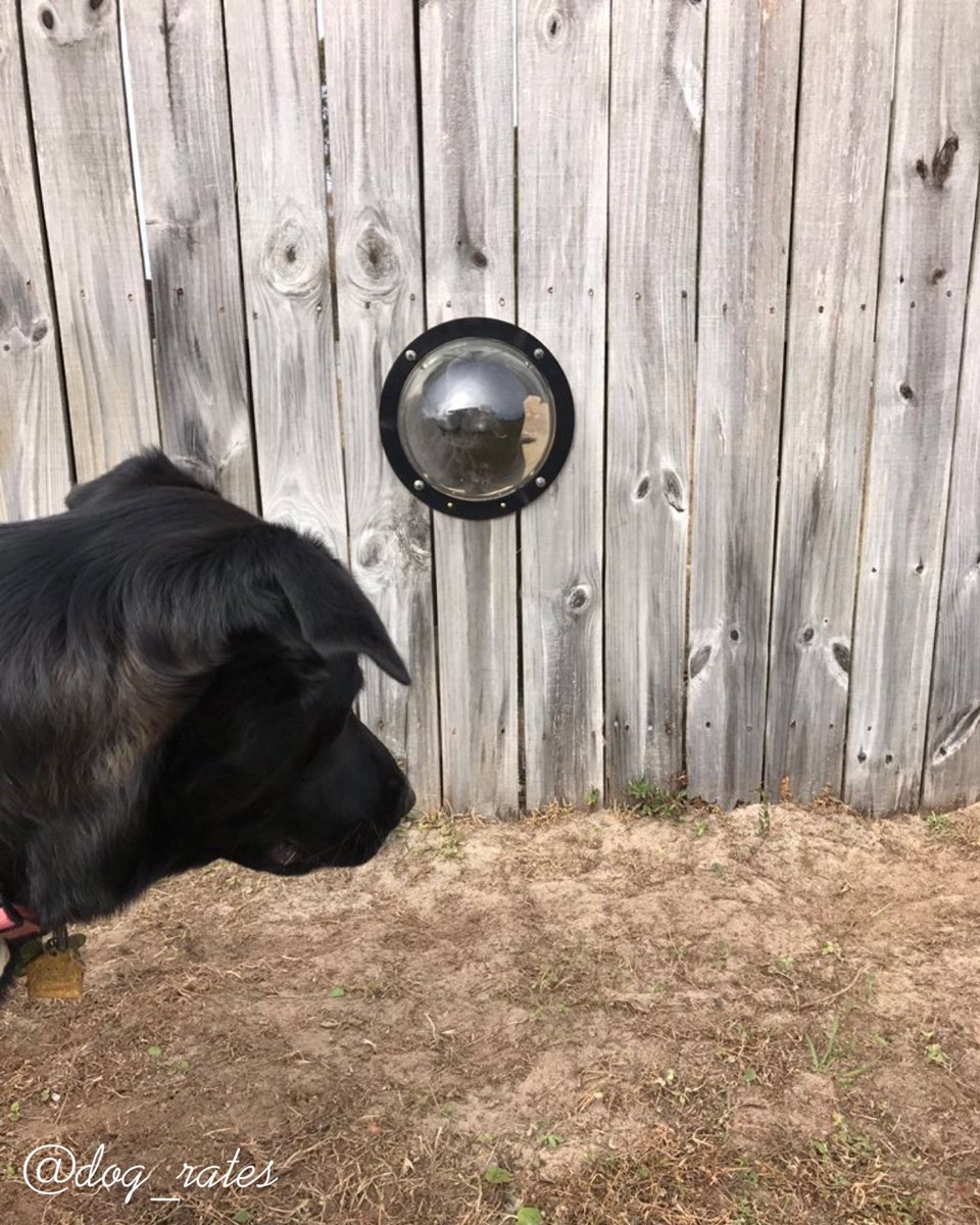 dog_rates's tweet photo. Meet Sansa and Gary. They run along the fence together everyday, so the owners installed a window for them. Both 12/10 h*ckin romantic af https://t.co/1JUduNuaWl
