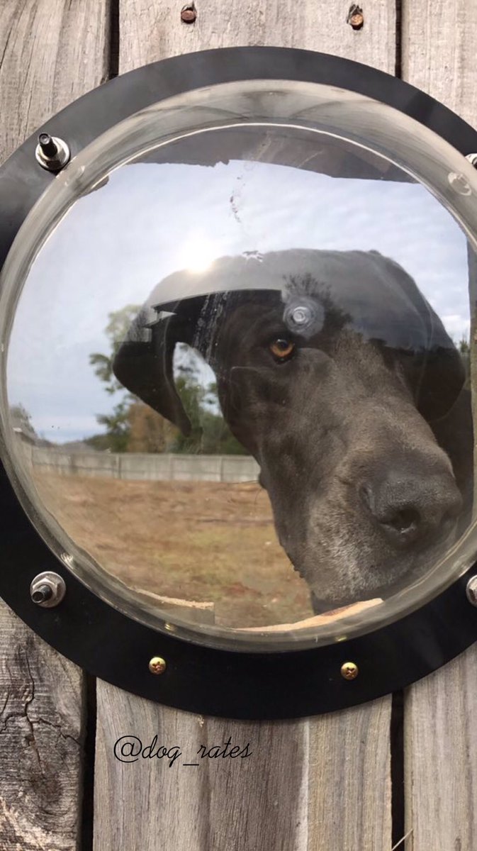 dog_rates's tweet photo. Meet Sansa and Gary. They run along the fence together everyday, so the owners installed a window for them. Both 12/10 h*ckin romantic af https://t.co/1JUduNuaWl