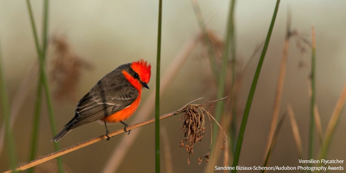 audubonsociety's tweet photo. Last year's 116th Audubon Christmas Bird Count was a record-setting season. What will this year bring? https://t.co/GuMJhgpDH5 #AudubonCBC https://t.co/FxEcN6uo7d
