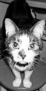 Rynkman's tweet photo. @livingroomlions "We'll sail the 7 seas in search for TUNA!" exclaimed Shadow. #JanieUnknownWriter #Tunalicious https://t.co/98AdankQkq
