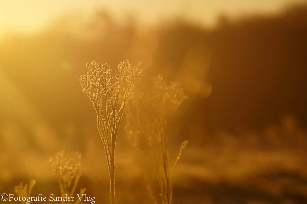 fotografiesv's tweet photo. This morning https://t.co/u0vdwDorFs