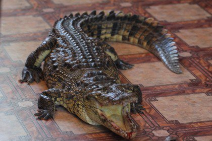 миниатюрный крокодил. нильский крокодил домашний. домашний крокодил кайман. карликовый крокодил домашний. крокодил крокожу.