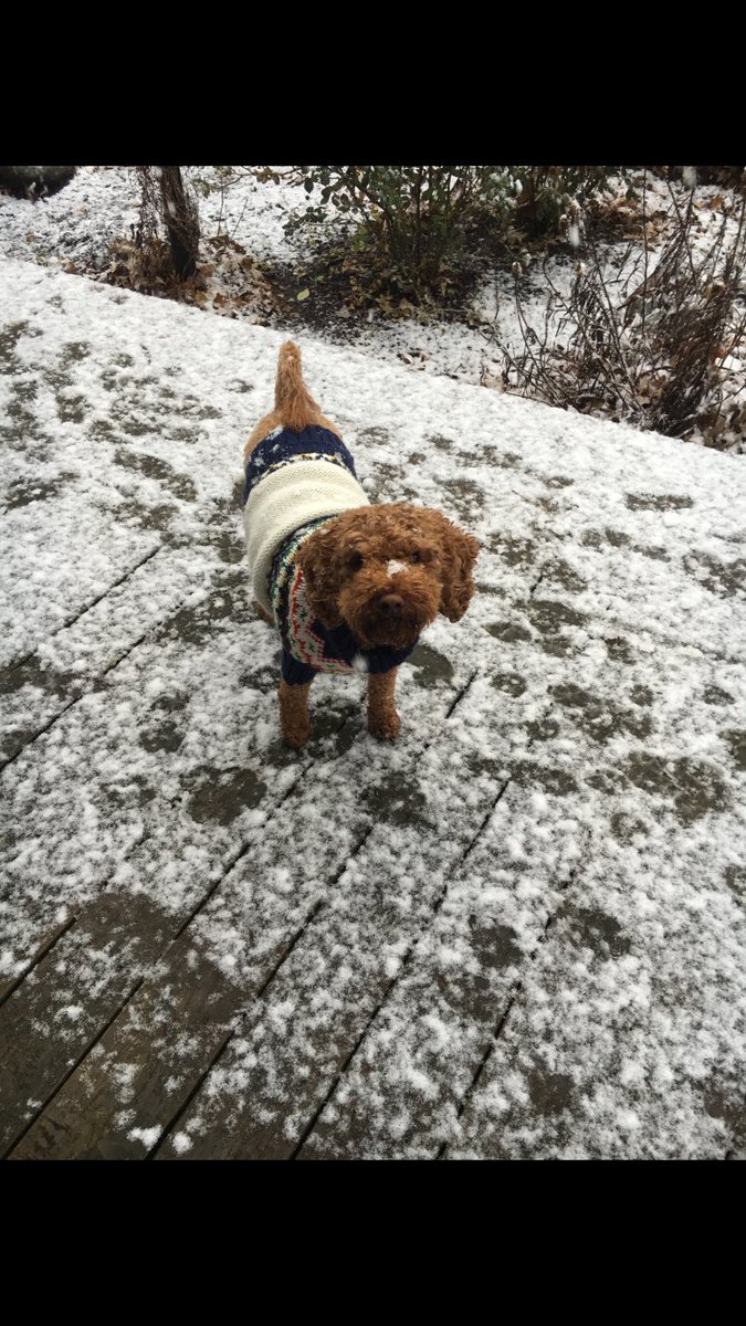 MadisonStoedter's tweet photo. Snow poop https://t.co/ZcMF3ocWyJ