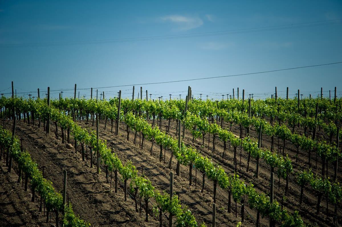 "I firmly believe that Cabernet Franc needs the coolest parts of Napa Valley. Northern Carneros is perfect. " -Peter Franus #CabFrancDay