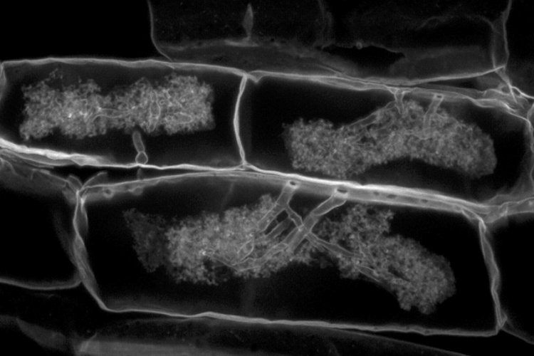 westsyduhie's tweet photo. This beautiful image shows the intimacy of fungi in colonising plant roots - it's a real win/win relationship. #WorldSoilDay https://t.co/UjVqSgwW4k