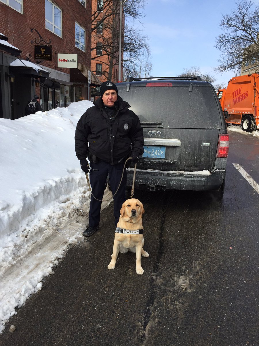 CambridgePolice's tweet photo. It’s a big day today. Three of our talented and loving #CambMA PD bomb dogs turn 4! Please wish Rumba, Tango &amp; Zambra a happy birthday! https://t.co/dQo3q5on3O