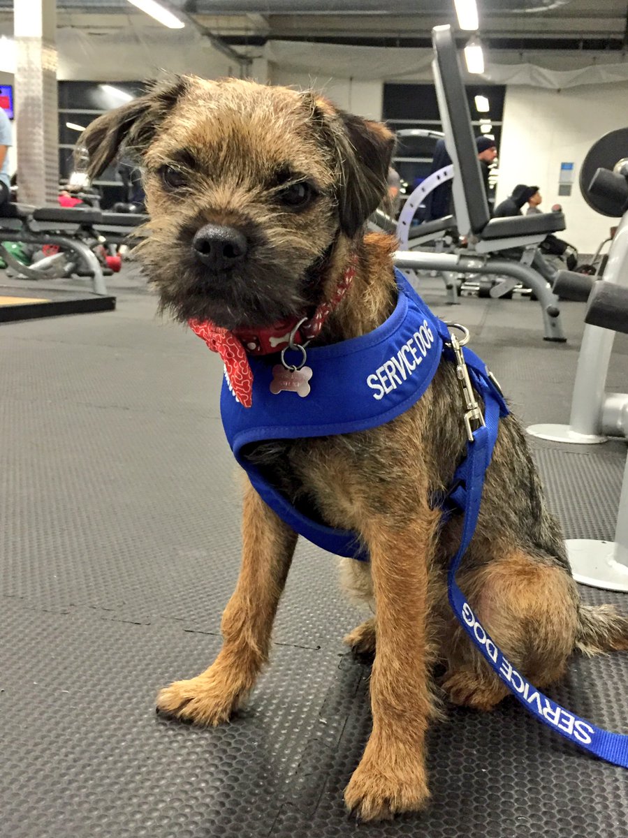 FitKitty93's tweet photo. Best gym buddy in the world. https://t.co/mjPnnJsGJX