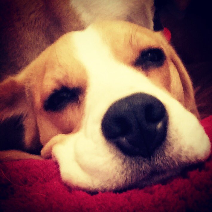Sunday snooooooozing 💤🐾 #beagles #dogsoftwitter #sleep #Sunday #snoozing #SleepingDogs