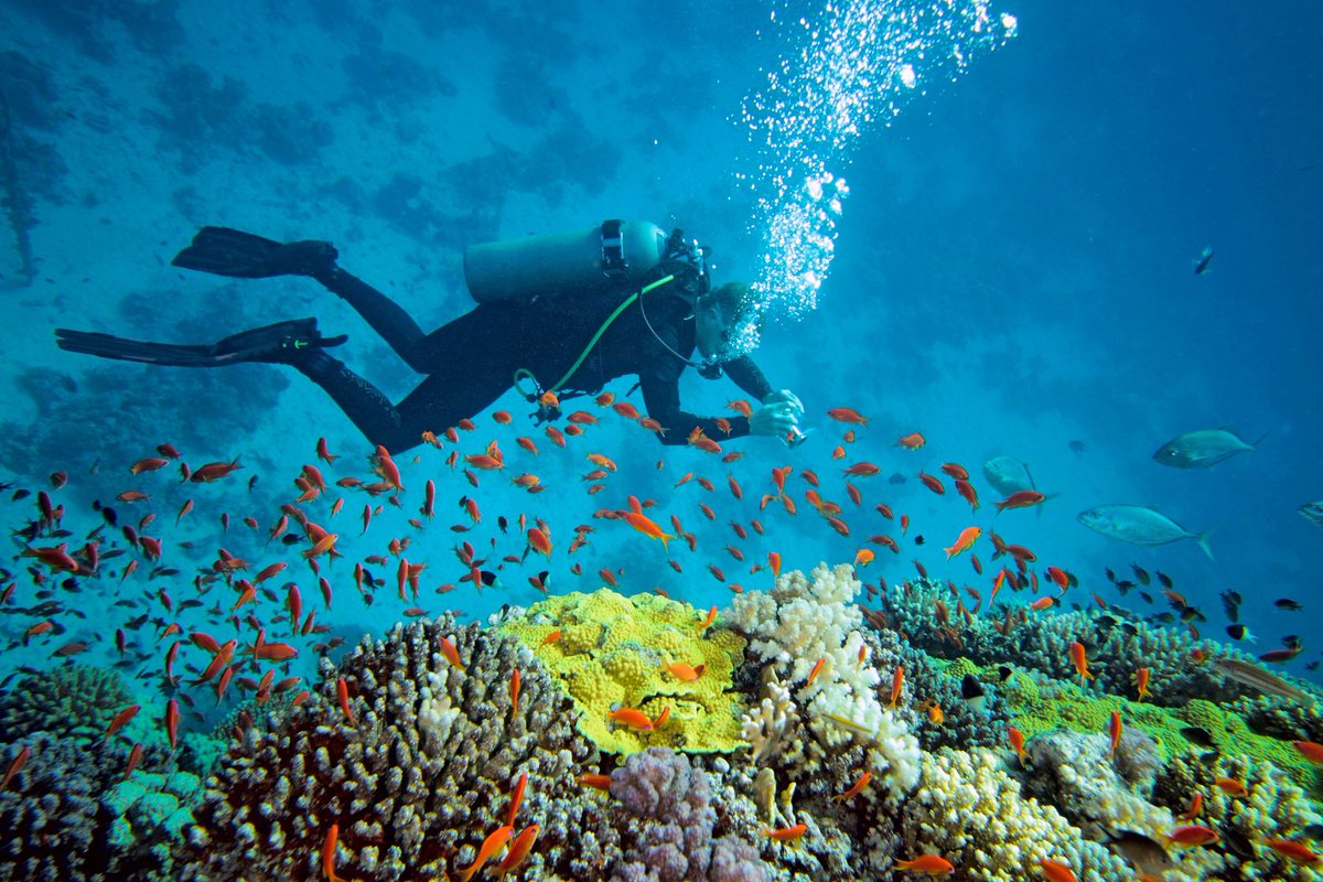 ReefLife911's tweet photo. Reef Life #nanotech #science replaces dying coral #reef &amp; creates sustainable #aquaculture habitats @start_madness https://t.co/GjPQvJE4iy https://t.co/xO1e4hvc8k
