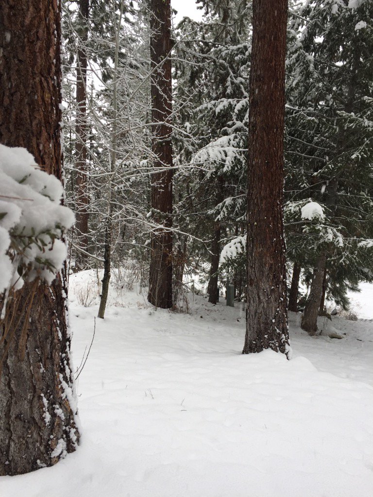 SadieNoah's tweet photo. It's Snowing! #mccallid #WinterWonderland https://t.co/kiO2S1USTh