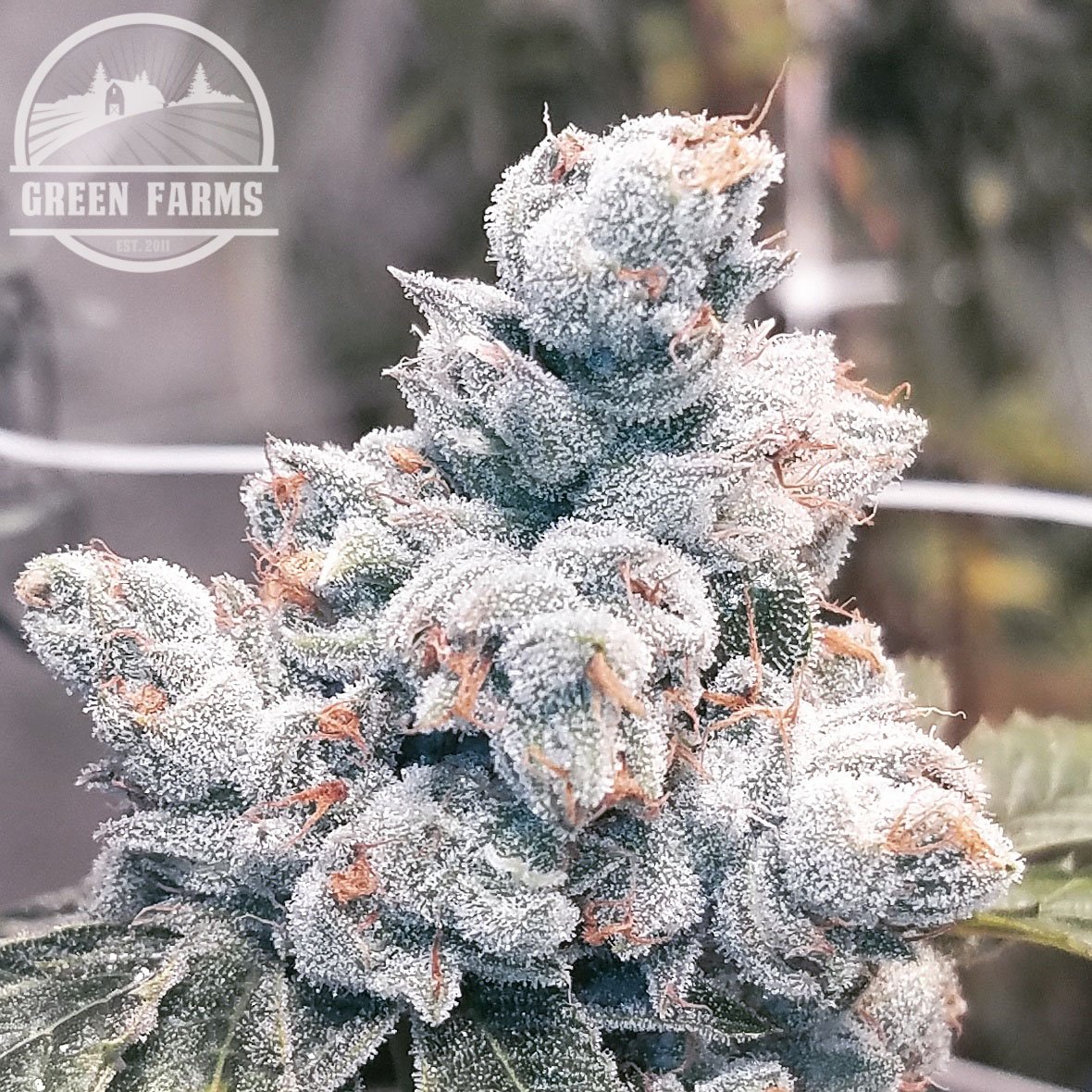 greenfarmsco's tweet photo. Wowie... #anbessaorganicnutrients #slf100clan #growswitch #mammothmicrobes #nectarfam #nectarforthegods #buildasoil #elevatedorganics https://t.co/M02RacATlM