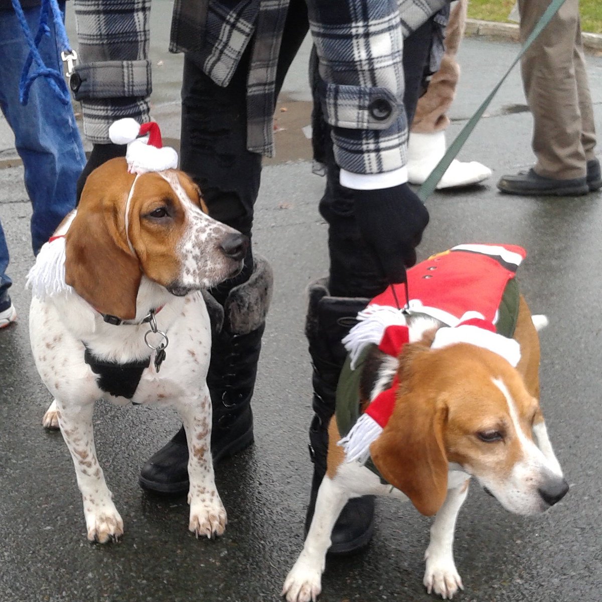 WritingNewfie's tweet photo. My little Santa Paws :) #beagles #beaglepaws https://t.co/zYyiKXvSpD