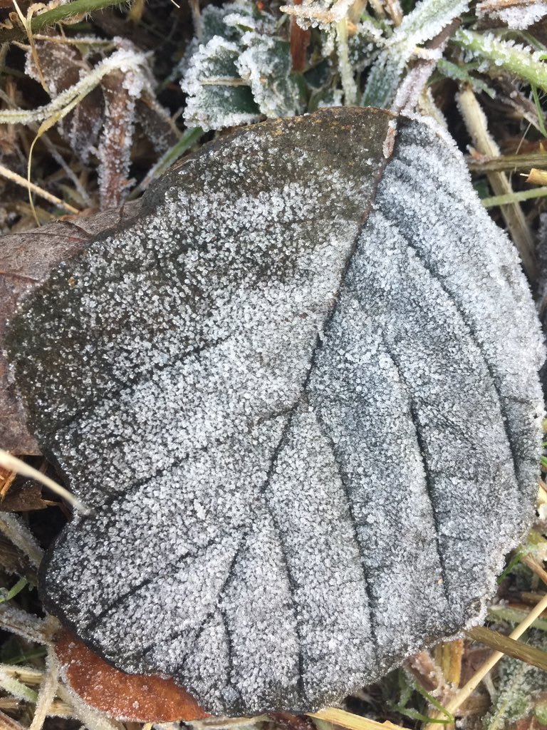 SpiralIndigo's tweet photo. The leaves are wintry away from the sun but its rays are warming to my heart ❤️ https://t.co/Ee1zyZxs9w