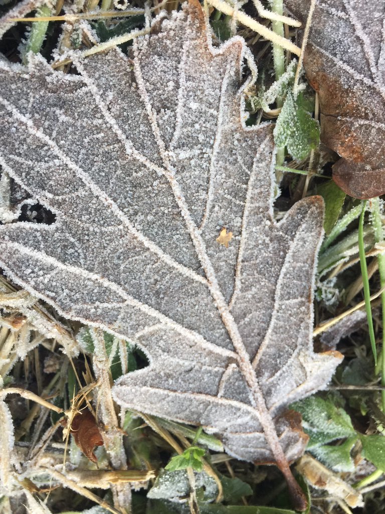 SpiralIndigo's tweet photo. The leaves are wintry away from the sun but its rays are warming to my heart ❤️ https://t.co/Ee1zyZxs9w