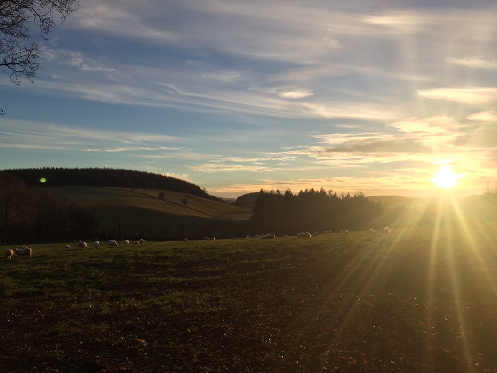 SpiralIndigo's tweet photo. The leaves are wintry away from the sun but its rays are warming to my heart ❤️ https://t.co/Ee1zyZxs9w