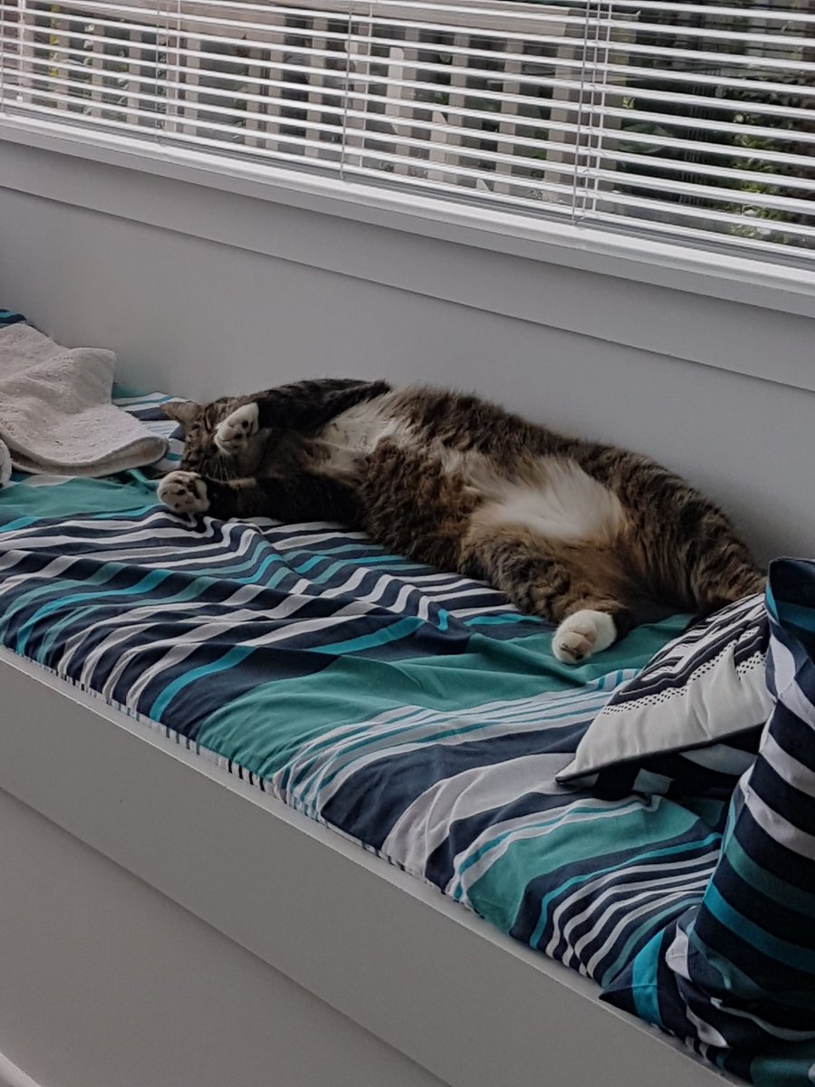 Fat cat out for the count! ❤