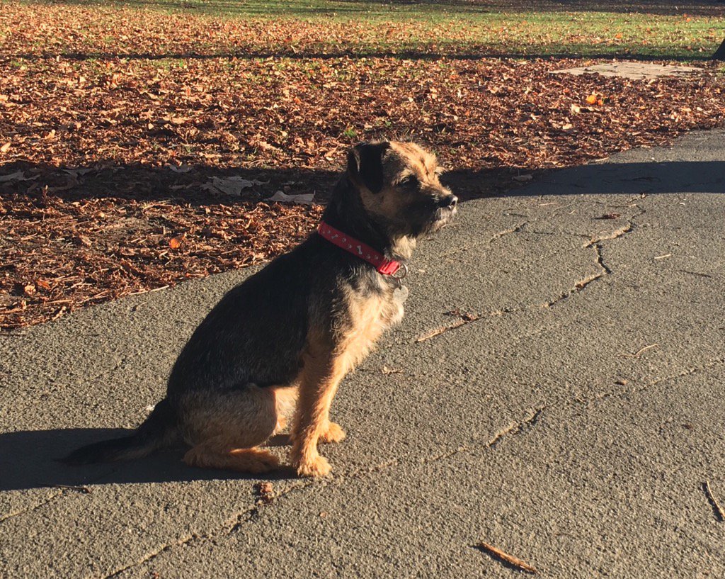 OtisSootFace's tweet photo. I iz sun puddling in da winter sun! https://t.co/k8lkb6KyyP
