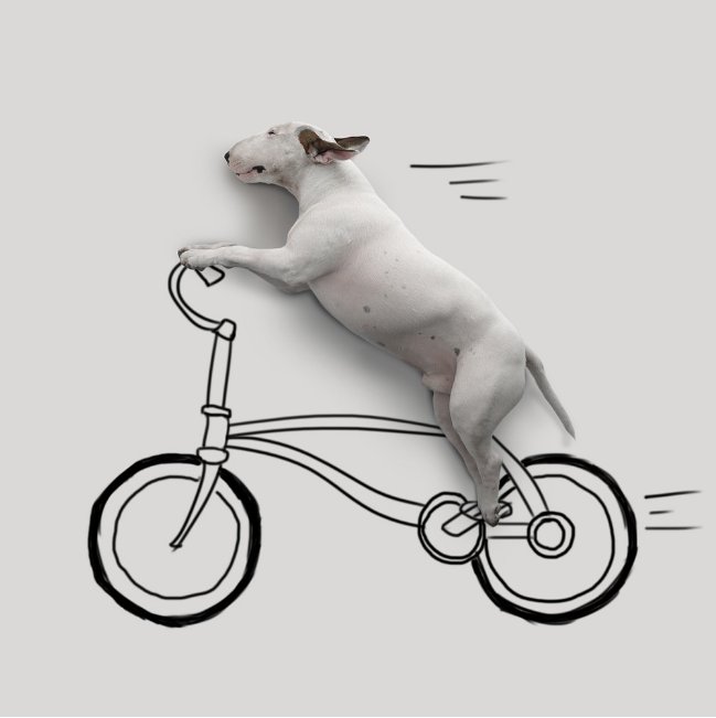 Available for the next 24 hours only! Webby Award winner Jimmy the Bull Goes Biking – Prints on sale now at prints.ly