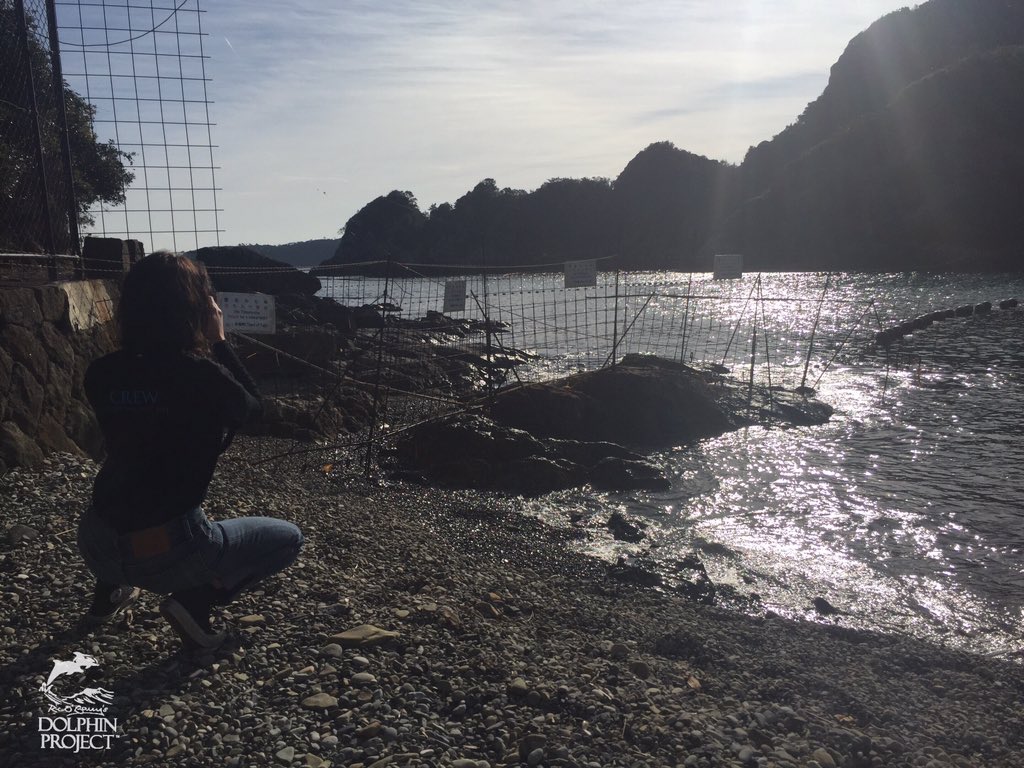 Dolphin_Project's tweet image. Taiji: @maisie_williams was on the ground with @dolphin_project today as 20-25 striped dolphins were slaughtered
9.2016.12.4
#dolphinproject