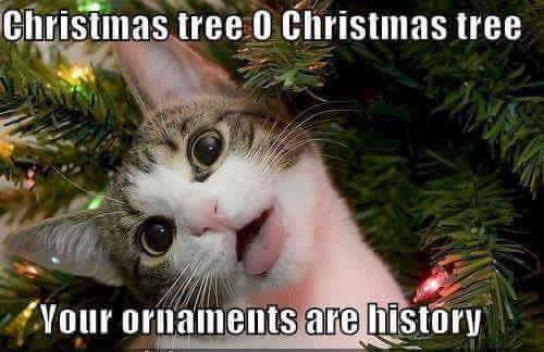 PebblesTheCatUK's tweet photo. https://t.co/lQwSvt2Ejg