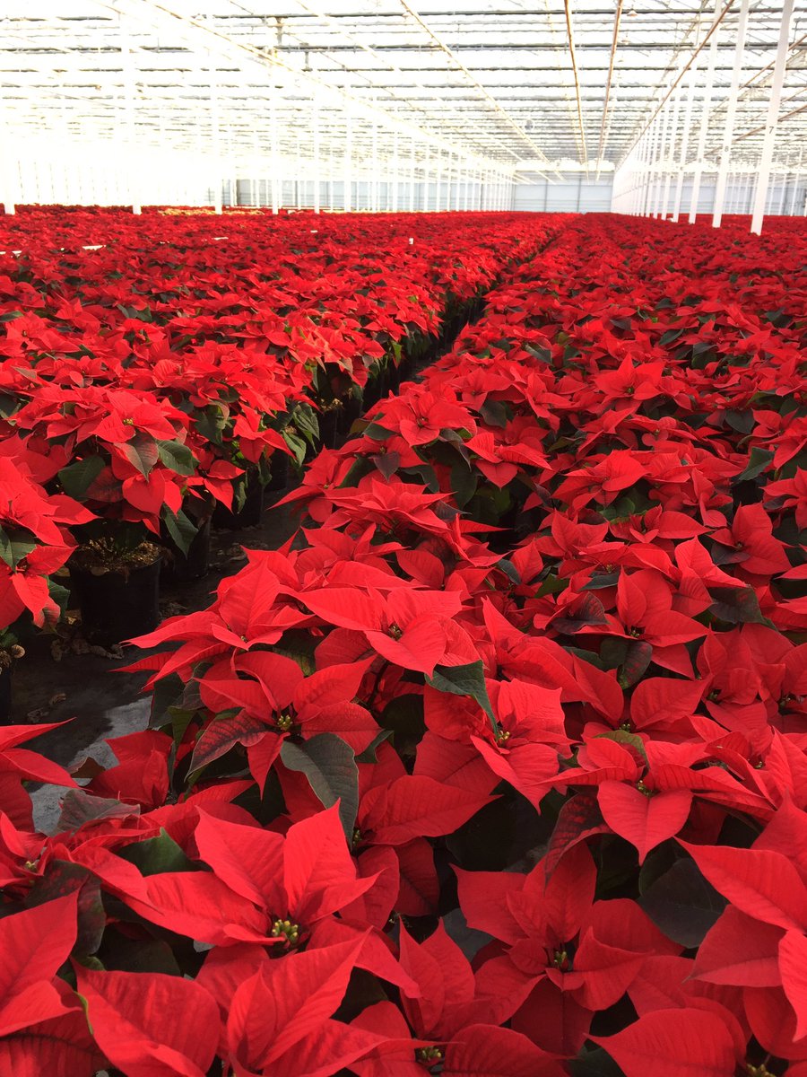 Driving home for Christmas......🎄