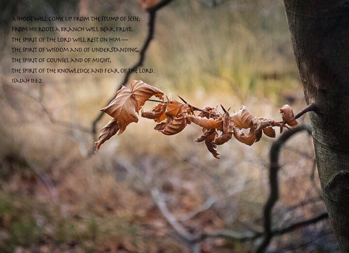 ThoughtsImages's tweet image. Happy Second Sunday of Advent #NaturePhotography #Nikon #Advent