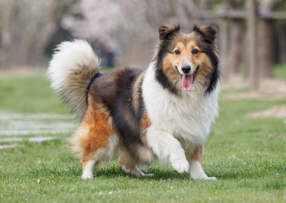 akcdoglovers's tweet photo. Why do #dogs wag their tails? https://t.co/s4Ty3vmljC https://t.co/QyBZYaDGH9