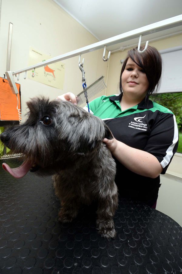Derby College on Twitter "Dog Grooming Lecturer vacancy Derby If you