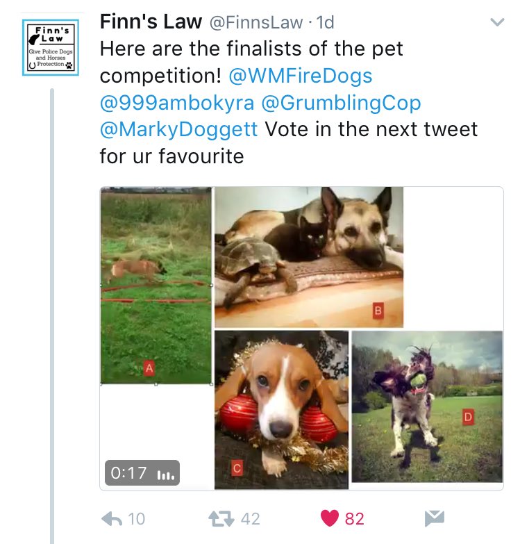 KnotweedDogs's tweet image. Cara won guys!! Thank you so much for voting &amp;amp; RT'ing for us, we did it!! 🙂👏🏻