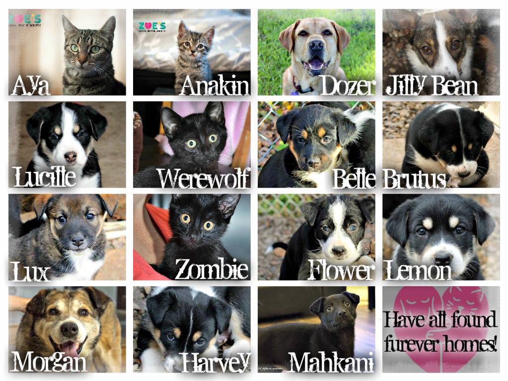 Congrats to cat cafe alum, Werewolf &amp; Zombie on their adoptions from <a href="/FurRSQ/">Zoe's Animal Rescue</a>! So good to see them (&amp; many other animals) find loving homes!