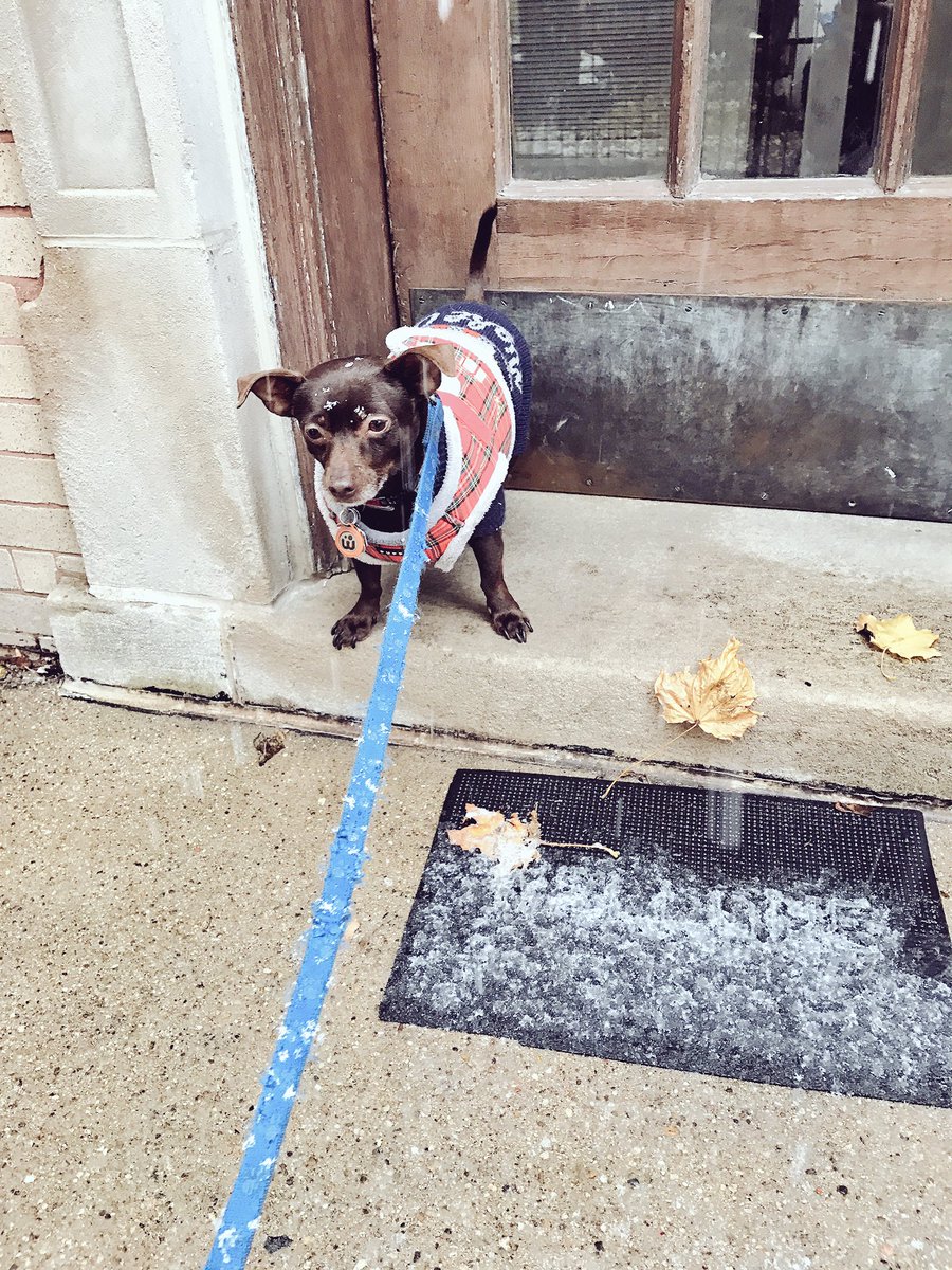 Atlas_Chiweenie's tweet image. I think I'll stay right here. #goawaysnow #idontwanttogetmyfeetwet #ZSHQ