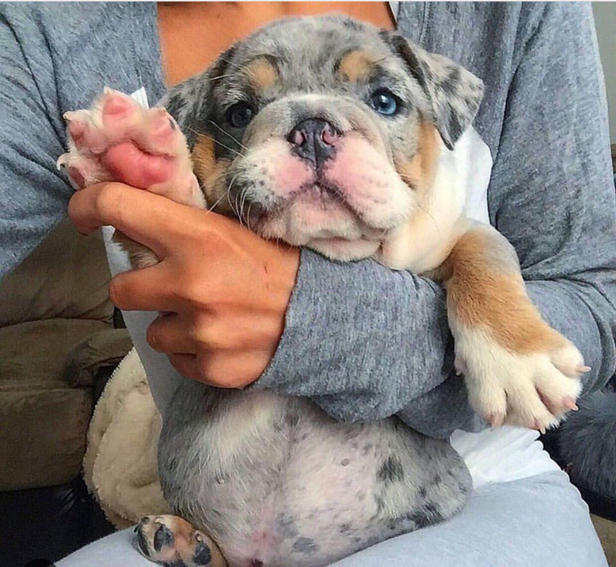 Cute Animals Pix tweet media