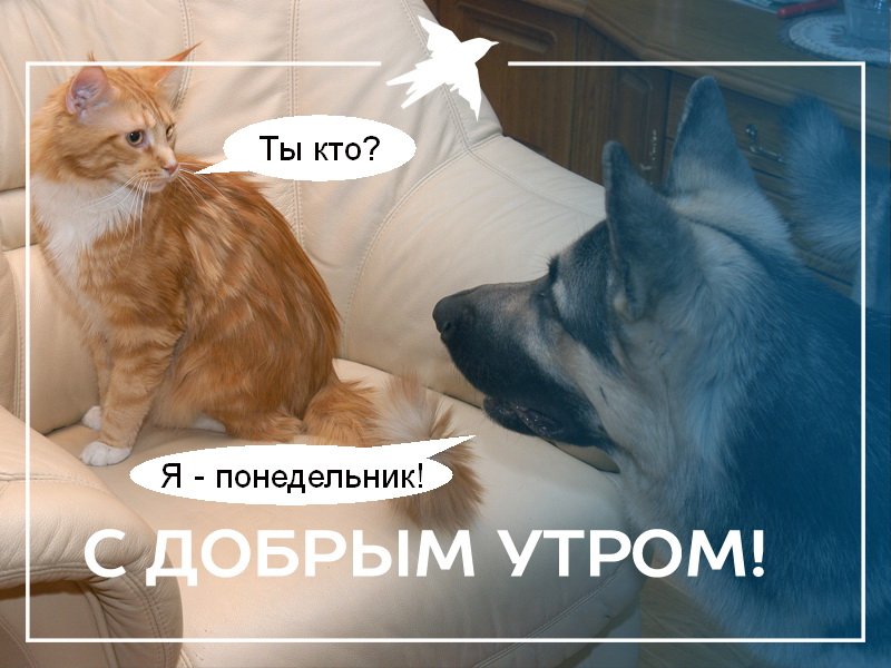 Романтического, картинки с добрым утром с понедельником прикольные