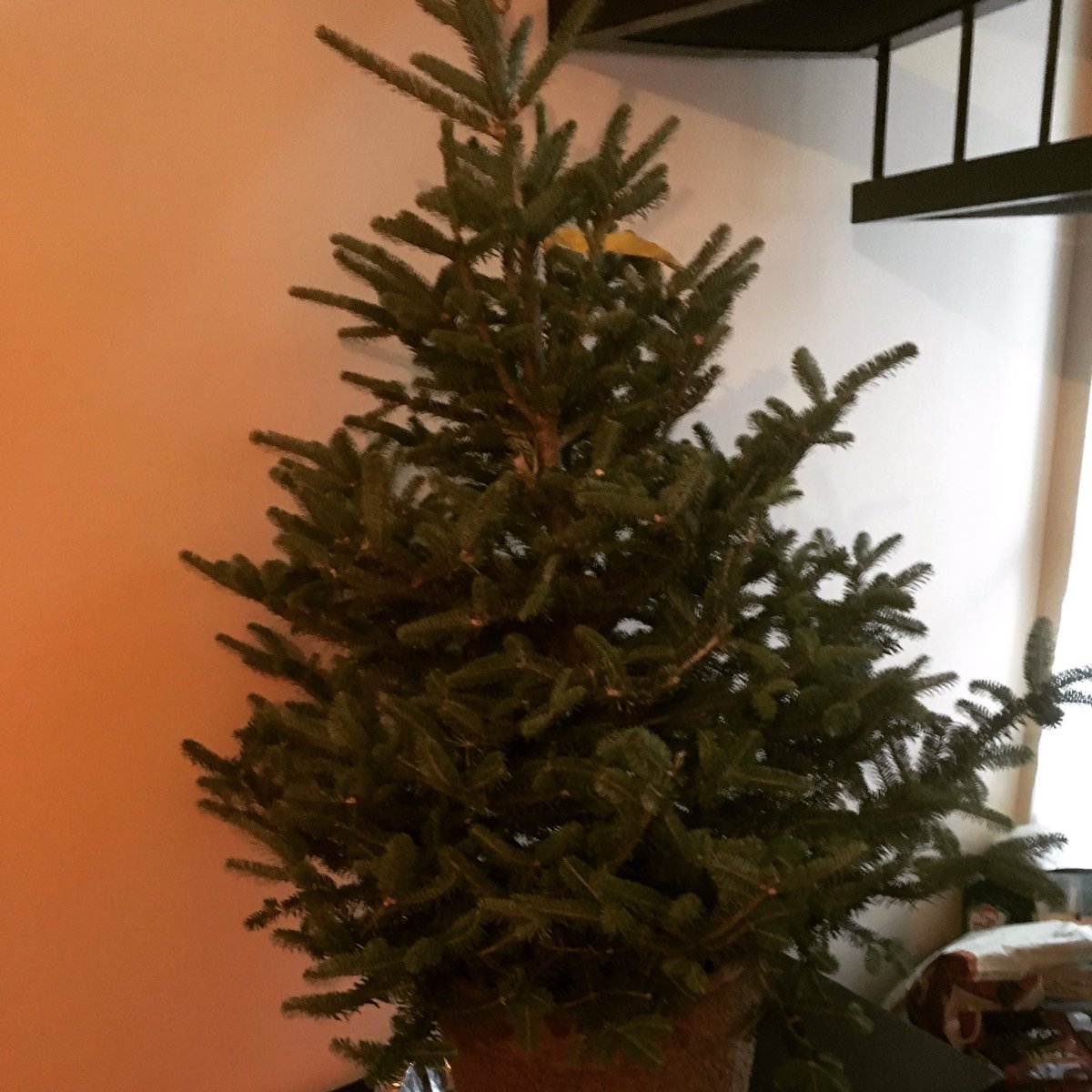 KitchenSprout's tweet photo. #FreshChristmasTree #BellsNBows #Tinsel #Garland #NativityScene #MerryChristmas #HappyHolidays #SeasonsGreetings #SantaIsComingToTown
🎄🎅🏻🎄🎁 https://t.co/6UNg0VA3OB