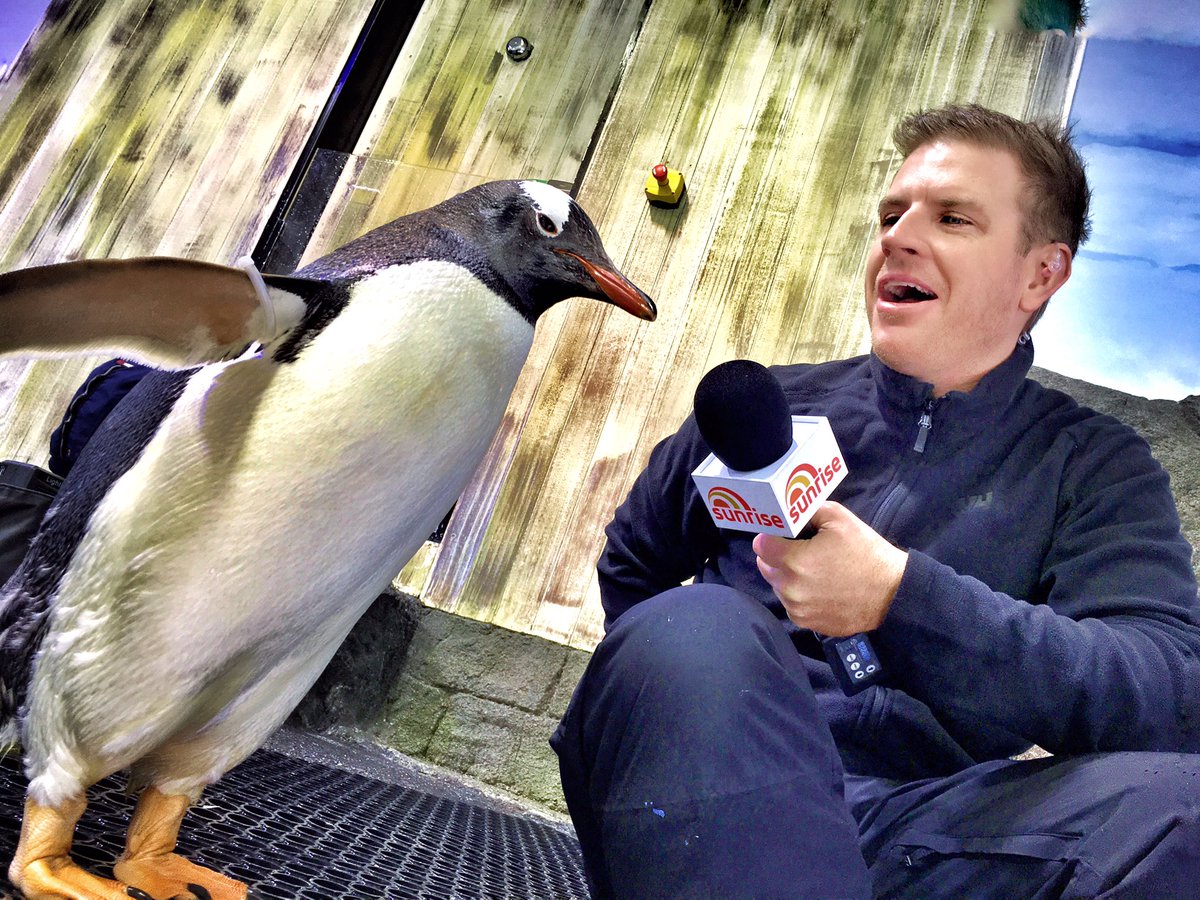 pdwnews's tweet image. #sammac &apos;s sit down up close personal intv with one of the greats of the penguin world .. only on #sunrise!!  #sun7 #breakfasttv #sealifesyd