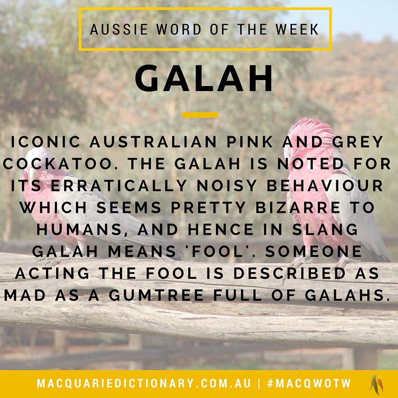 MacqDictionary's tweet photo. Our #AussieWord #wordoftheweek is #galah. Not just a parrot.
https://t.co/xAXTG9JwyZ https://t.co/L5WMA6ptnX